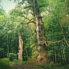 vom Zauber der Wälder in der Uckermark ... 