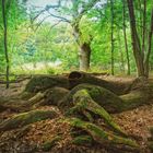 vom Zauber der Wälder in der Uckermark ... 