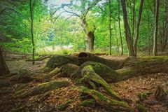 vom Zauber der Wälder in der Uckermark ... 