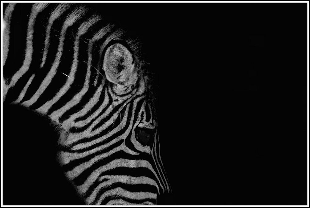 vom zebra...