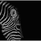 vom zebra...