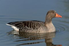 Vom Zugvogel zum Standvogel ??