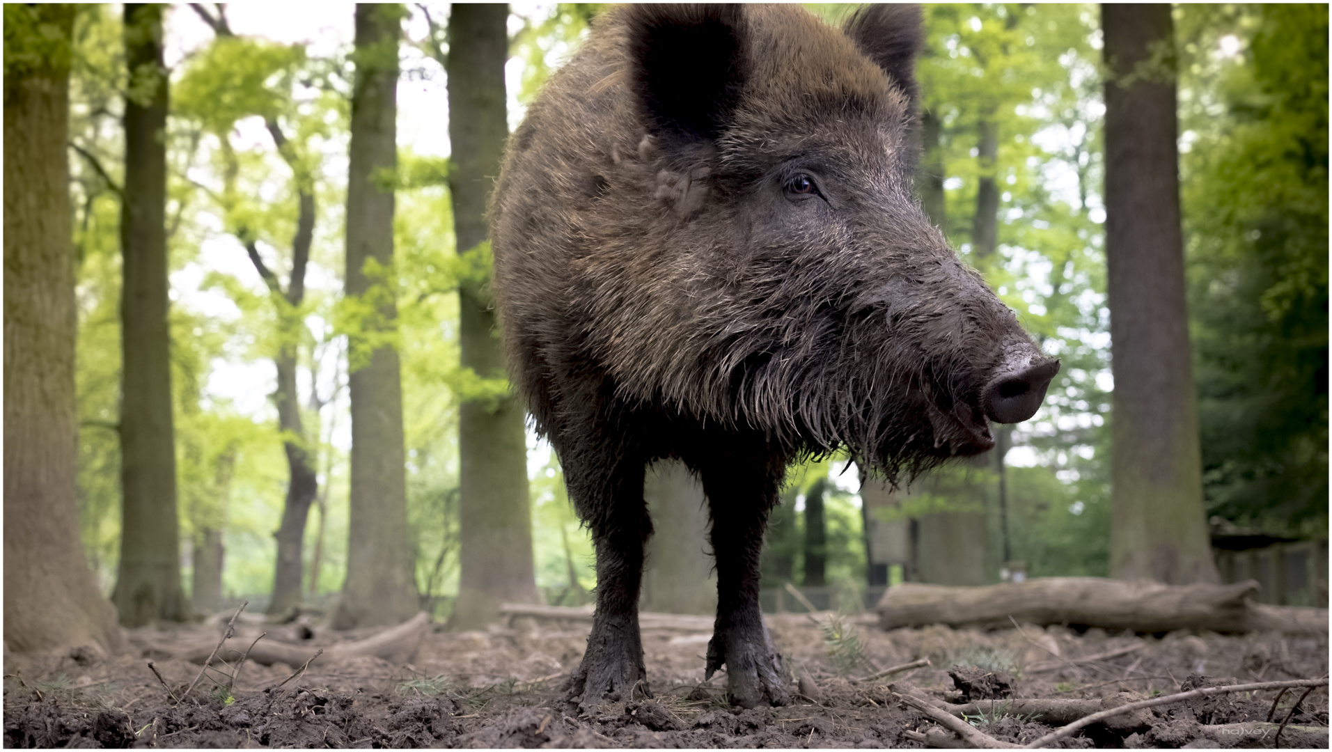 ... vom zweibeinigen Wildschwein....