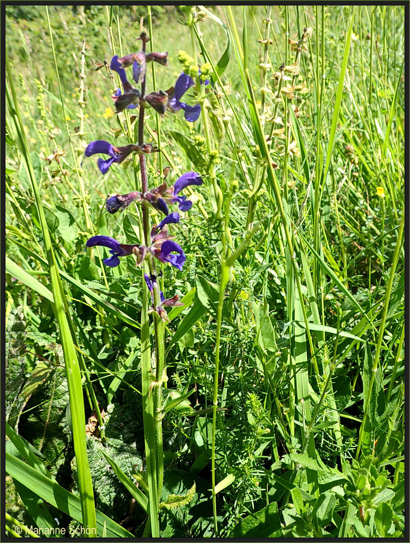 Vom...Wiesensalbei...Salvia pratensis...