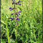 Vom...Wiesensalbei...Salvia pratensis...