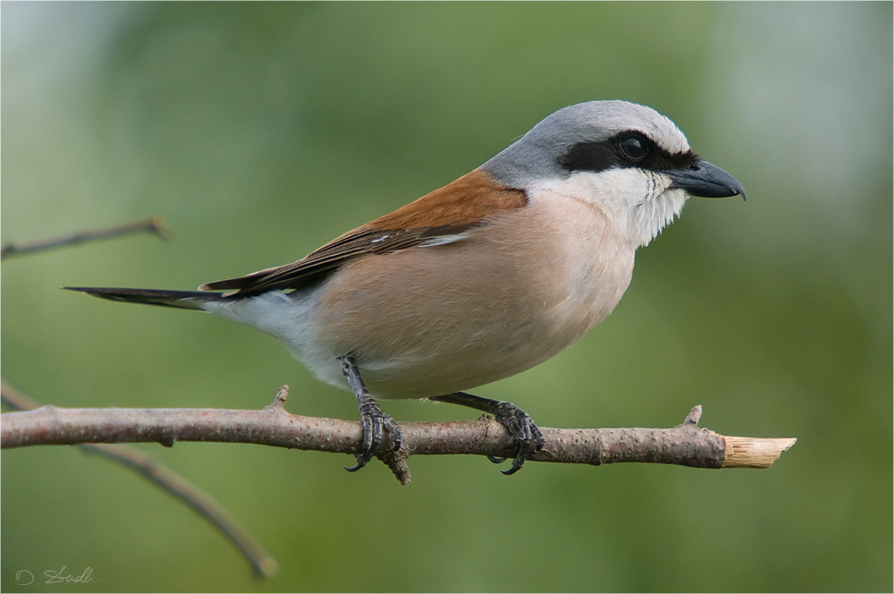 Von A bis Z Foto & Bild tiere, wildlife, wild lebende vögel Bilder