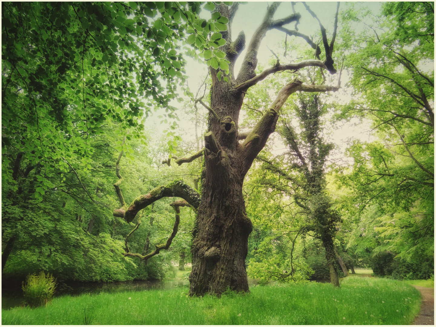 von alten Bäumen, die Geschichten erzählen ....