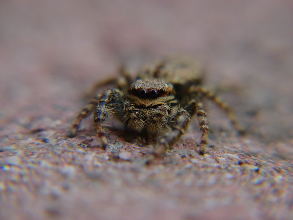 Von Angesicht zu Angesicht mit einer Springspinne