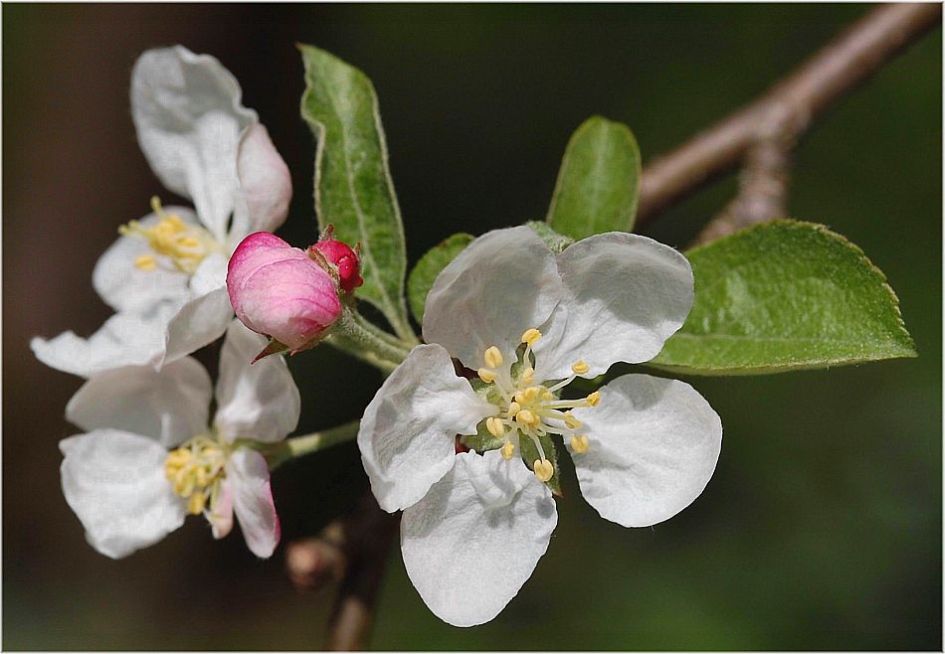 Von Apfelblüten einen Kranz...