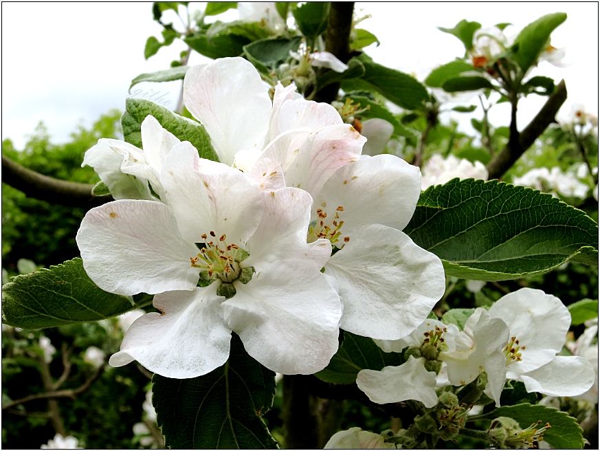 " Von Apfelblüten einen Kranz "