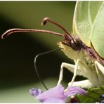 von Auge zu Auge