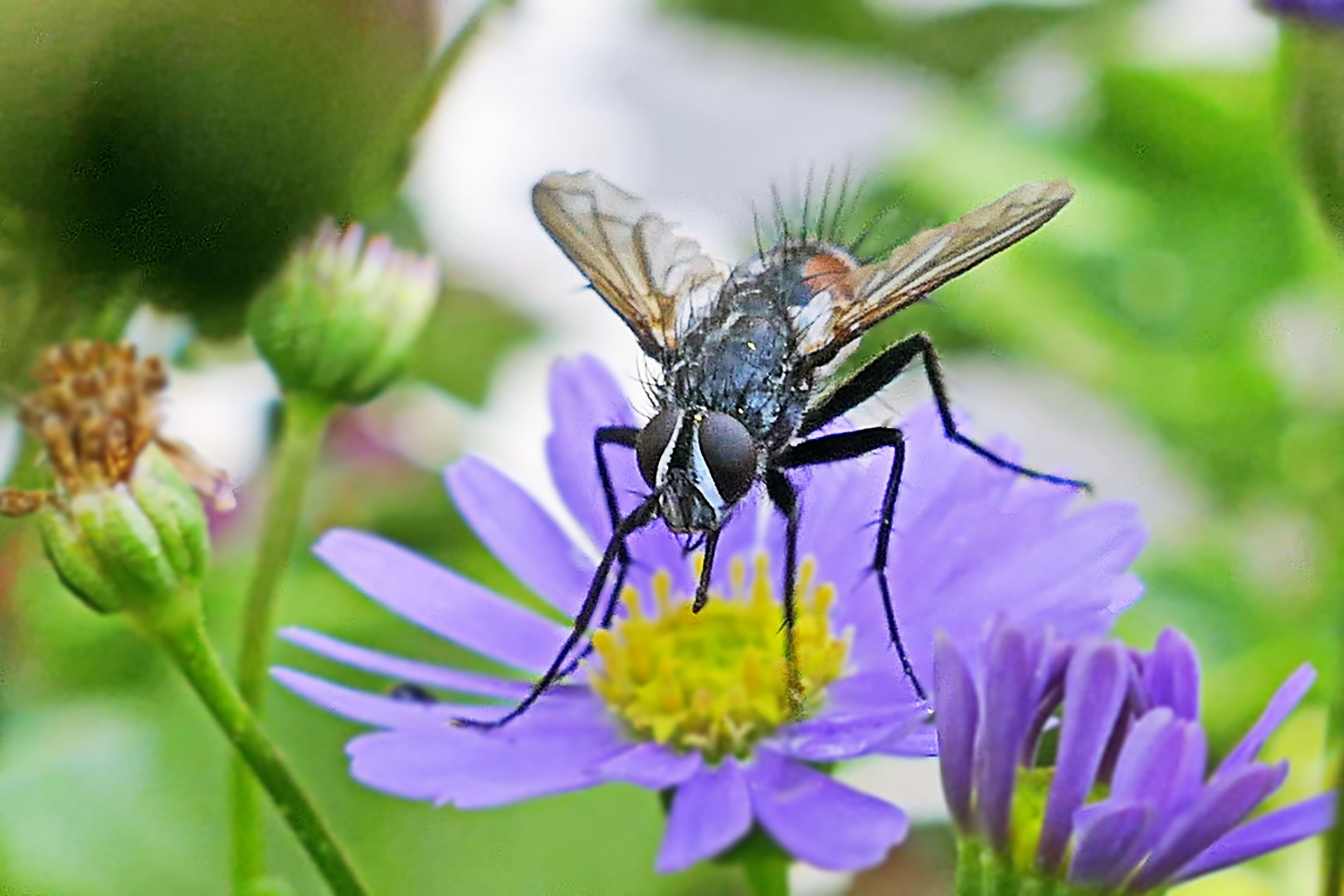 von Auge zu Auge