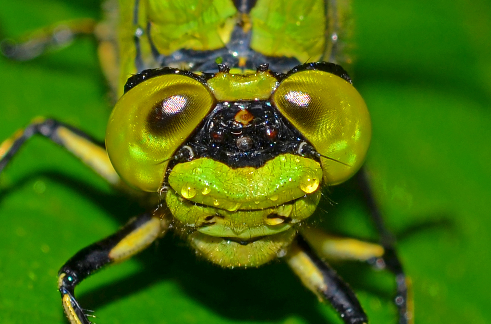 von Auge zu Auge