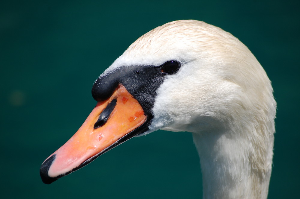 Von Auge zu Auge