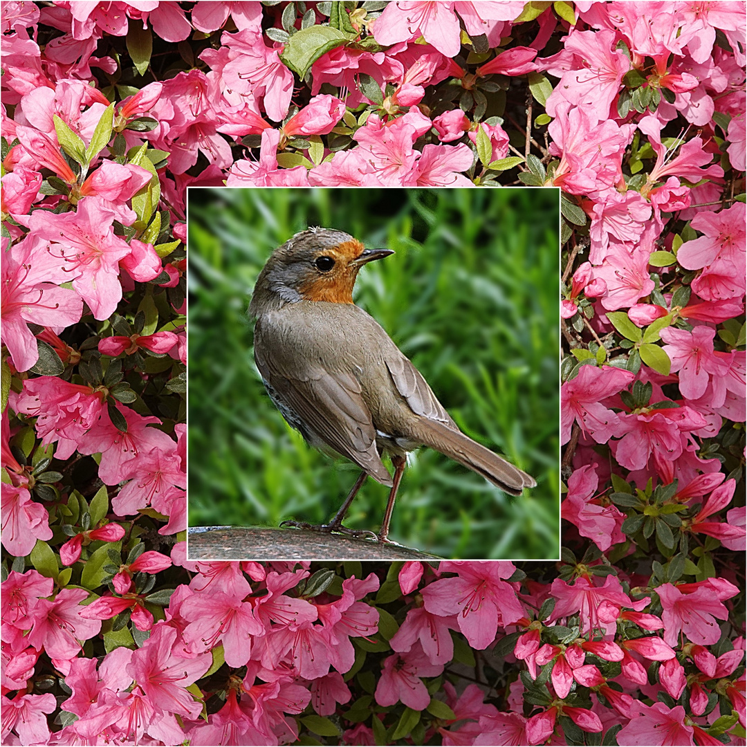 von Azaleen umgeben Foto & Bild blüten, tiere, vögel Bilder auf