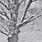 von Bäumen im Winter erzählend.....