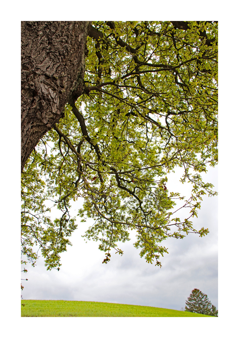 Von Baum zu Baum