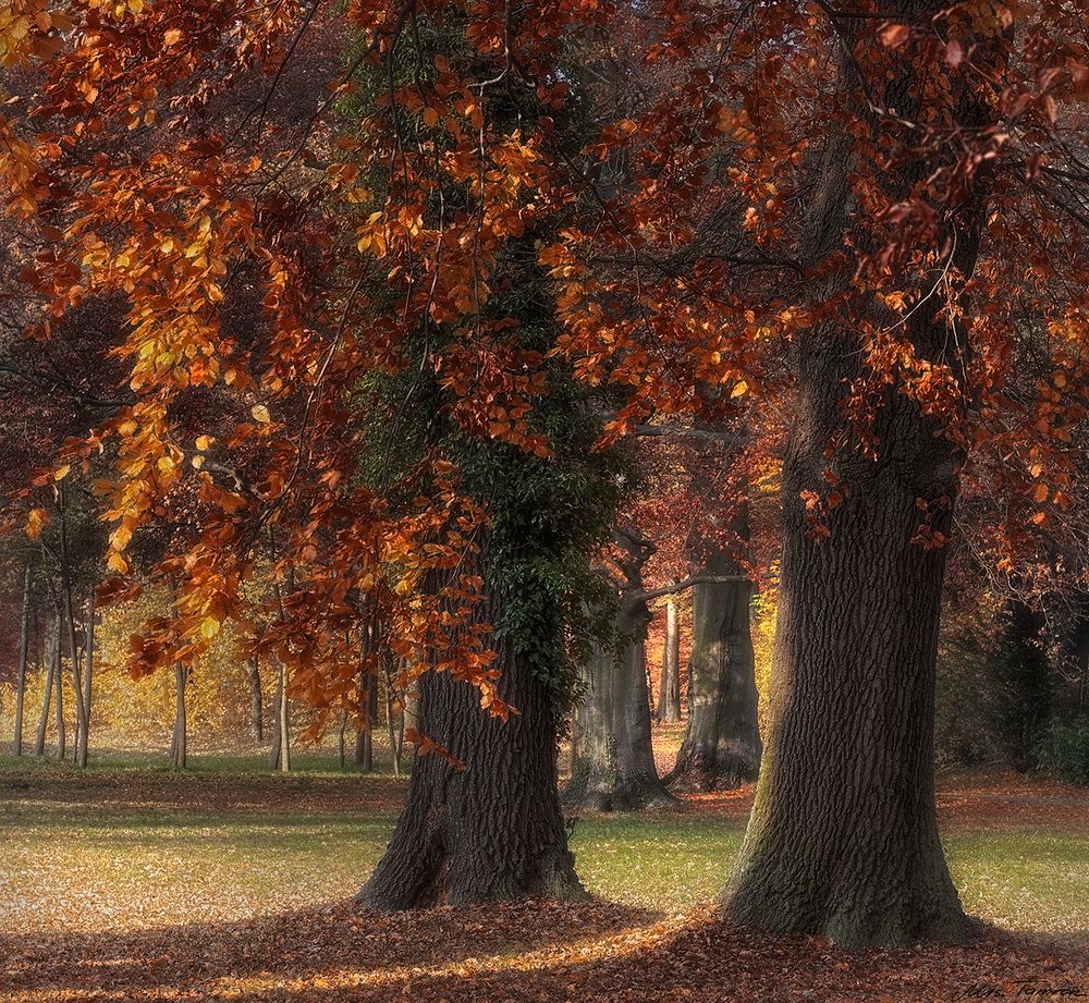 von Baum zu Baum