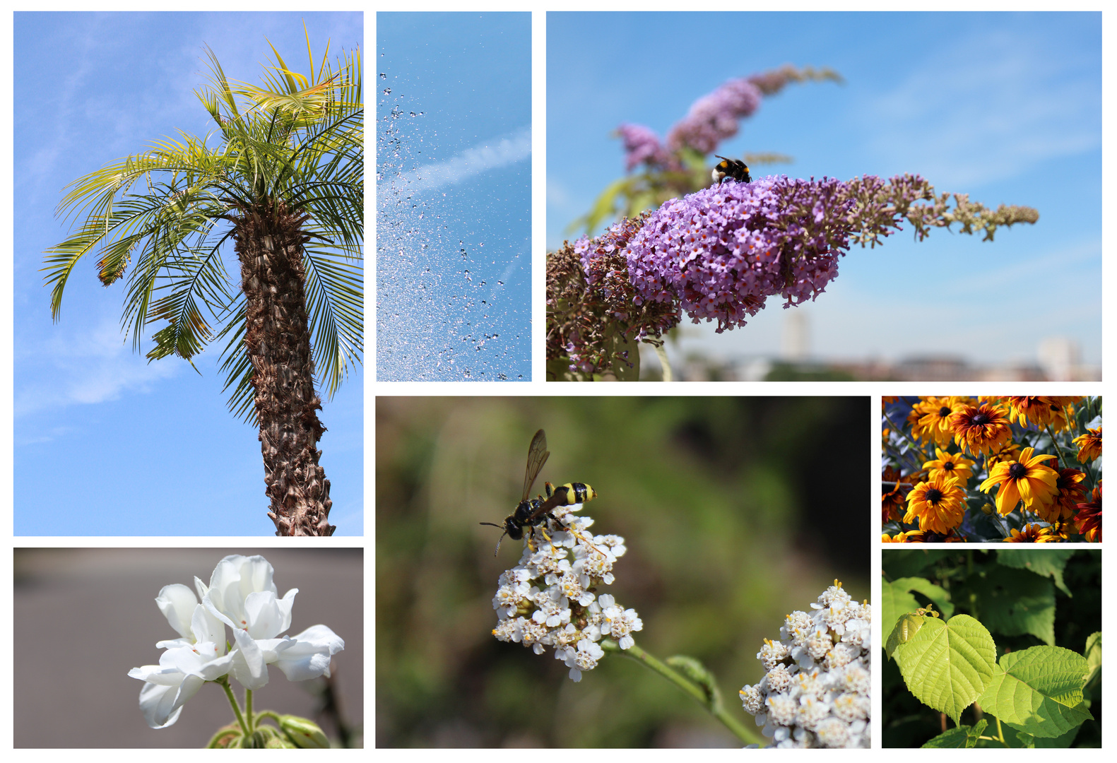 Von Bienchen, Blümchen und dem Sommer