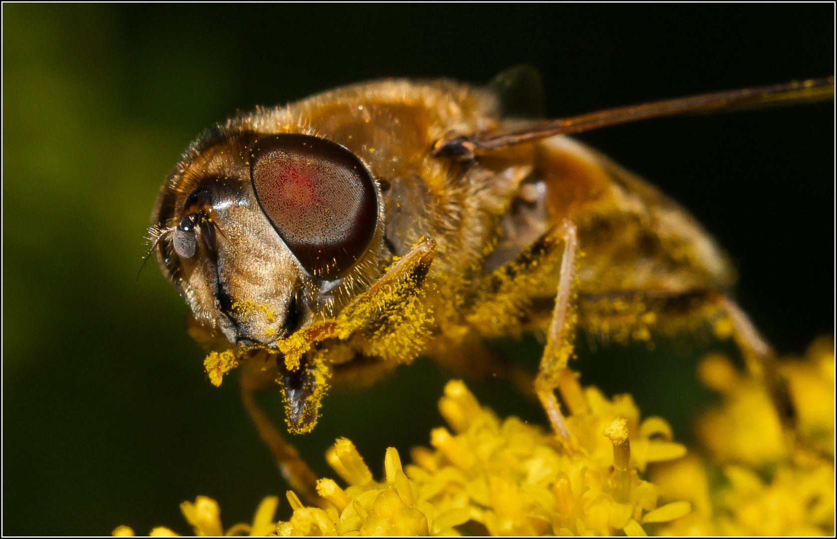 von Bienchen (Schwebefliegen ;-)) und Blümchen...