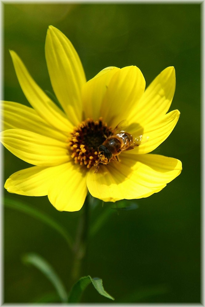 von bienchen und blümchen