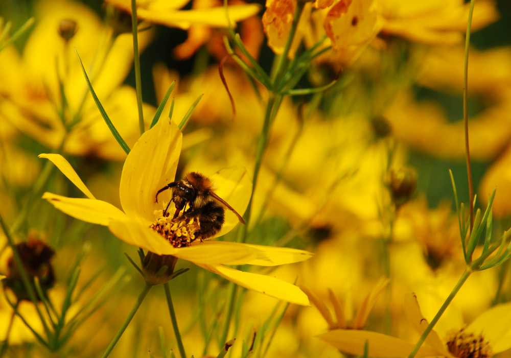 Von Bienchen und Blümchen