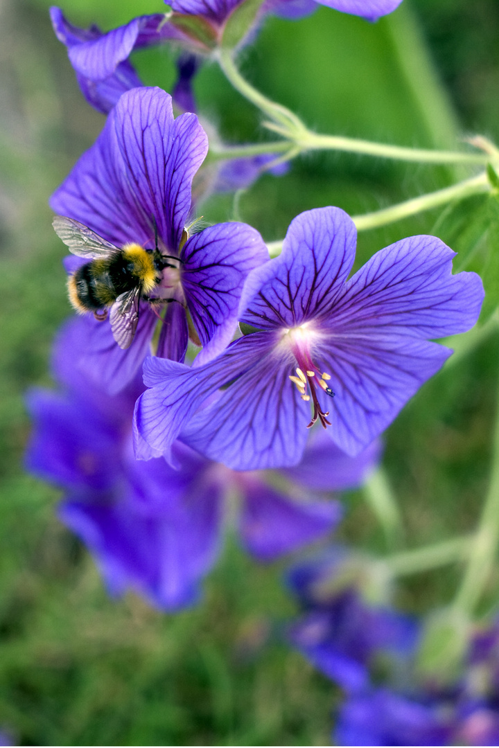 Von Bienchen und Blümchen...