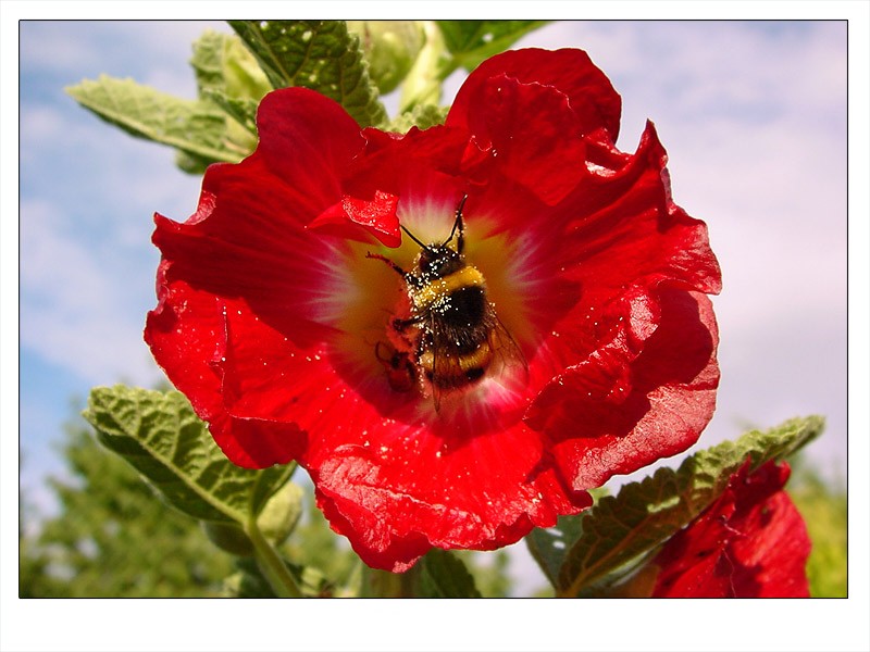 Von Bienchen und Blümchen...