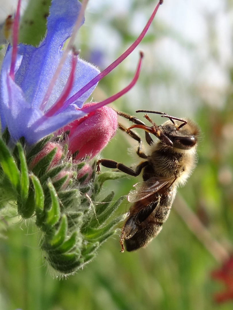 Von Bienchen und Blümchen....