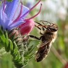 Von Bienchen und Blümchen....