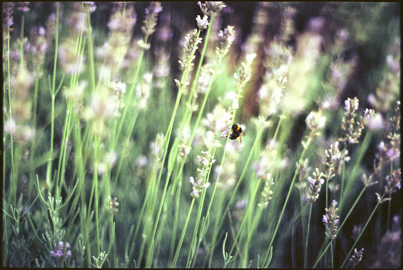 von Bienchen und Blümchen