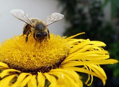 Von Bienchen und Blümchen.....