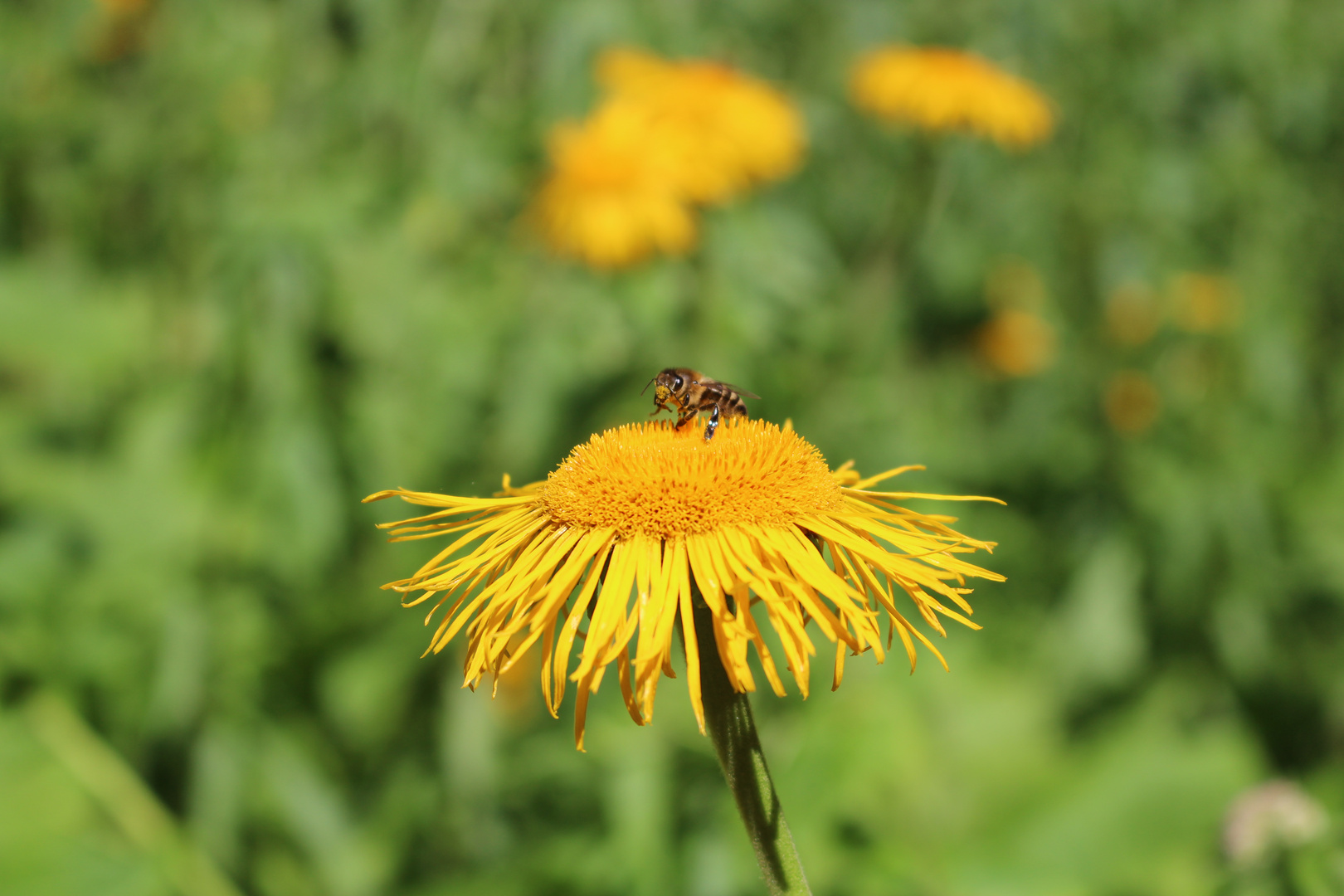 Von Bienchen und Blümchen