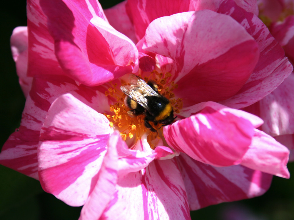 ...von Bienchen und Blümchen...