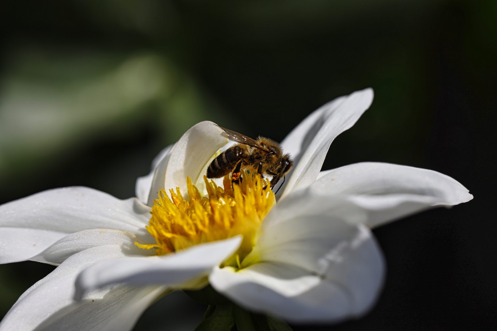 von Bienchen und Blümchen