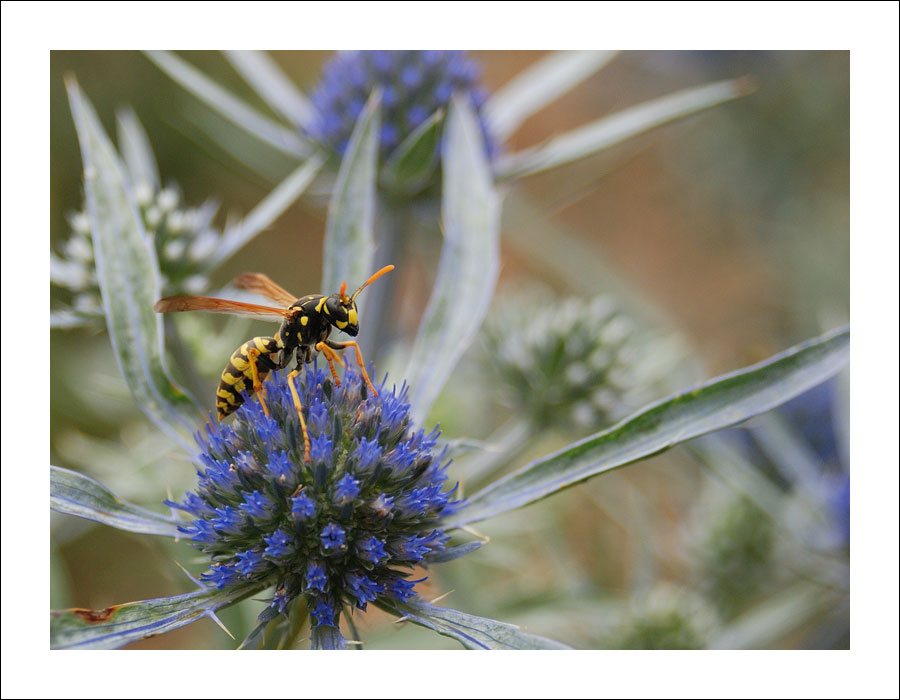 Von Bienchen und Blümchen