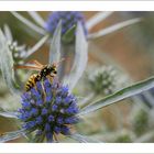 Von Bienchen und Blümchen