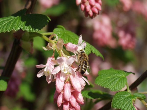 Von Bienchen und Blümchen ...