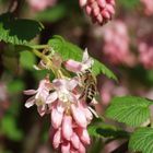 Von Bienchen und Blümchen ...