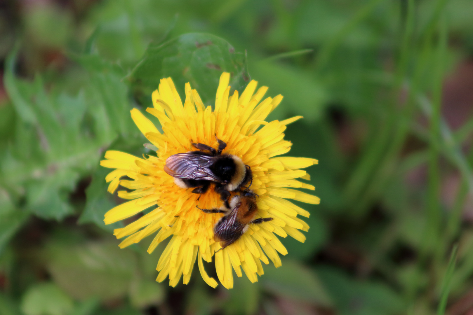 Von Bienchen und Blümchen