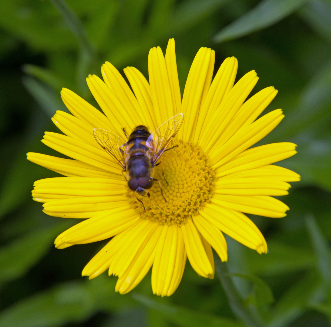 Von Bienchen und Blümchen...