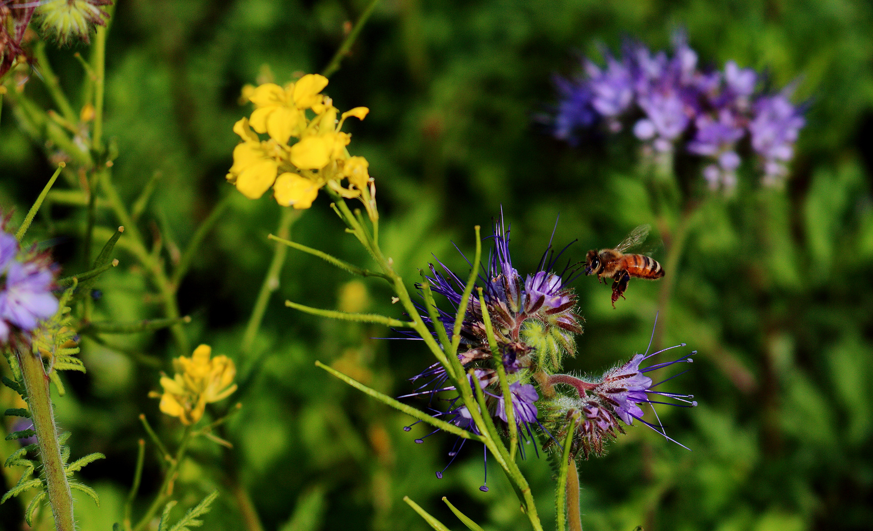 Von Bienchen und Blümchen