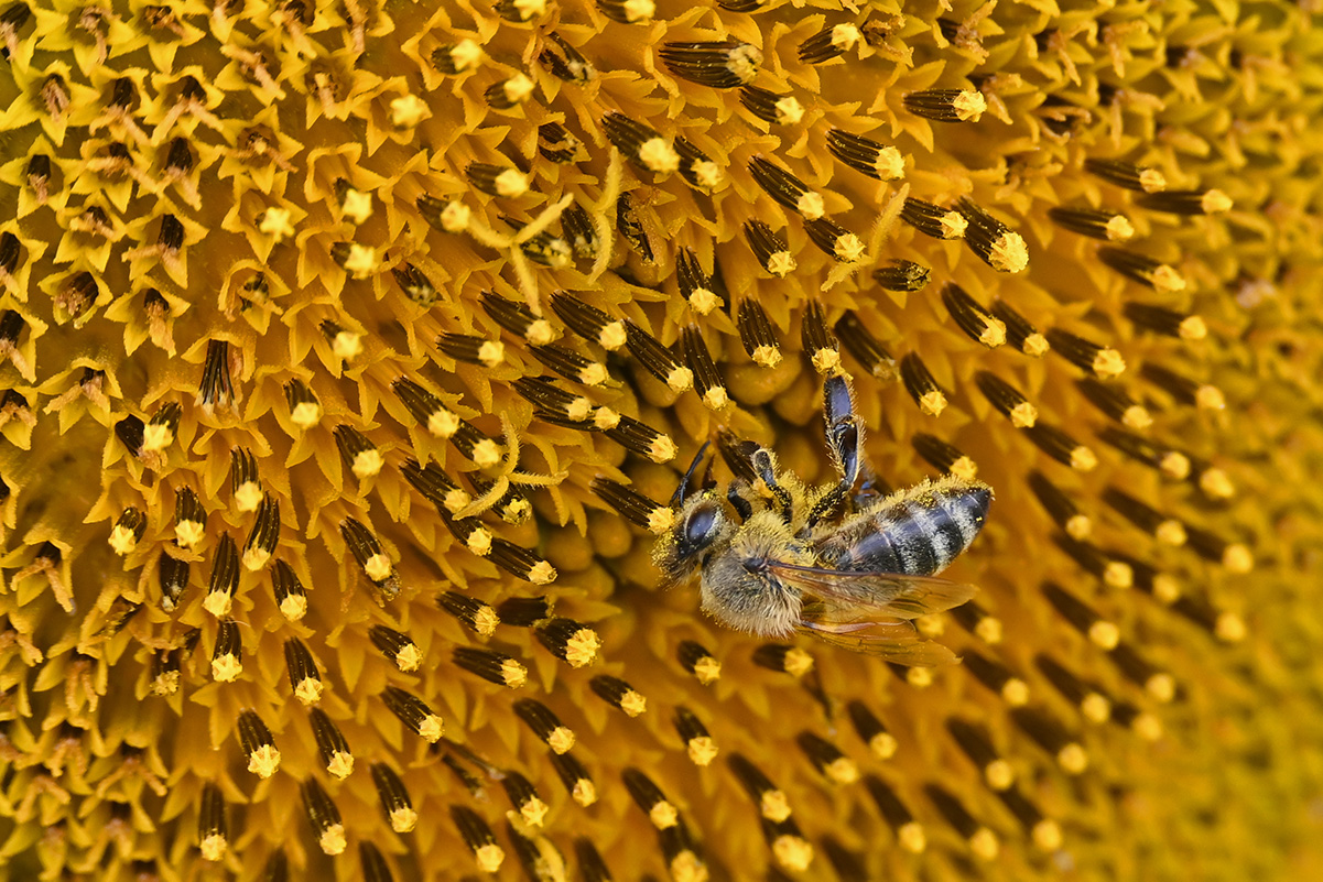 Von Bienchen und Blümchen ;-)