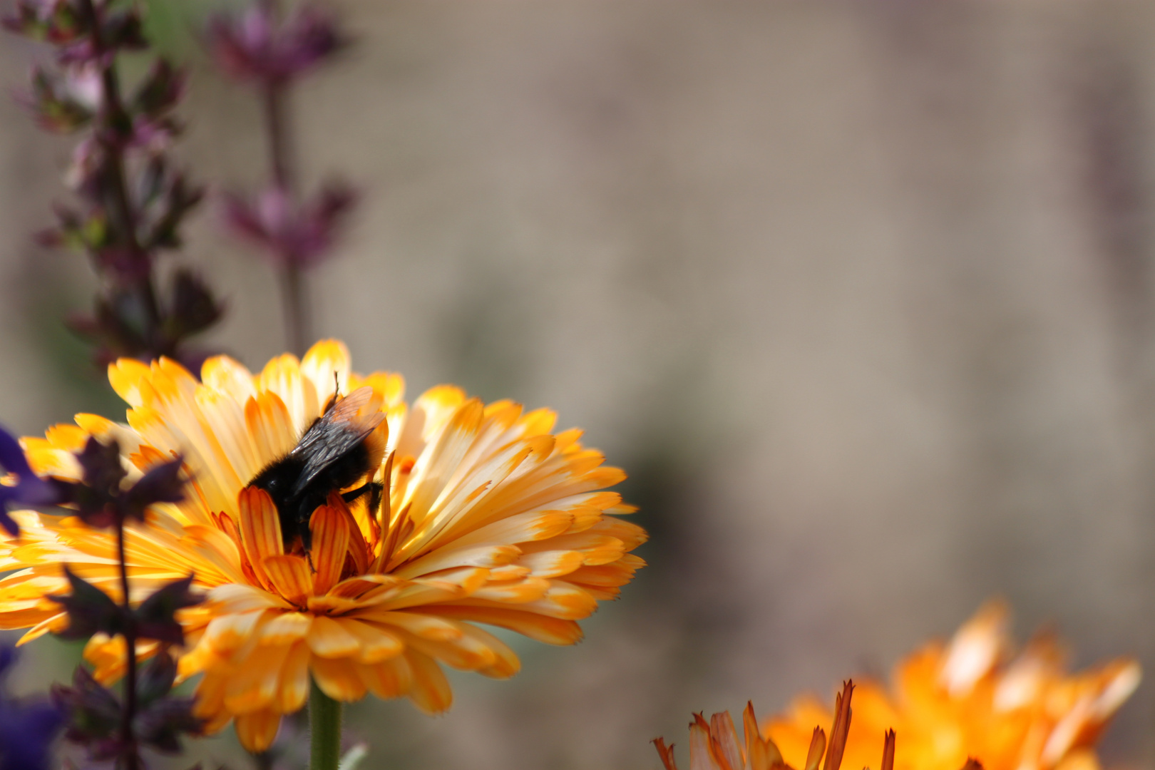 Von Bienchen und Blümchen...