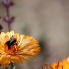 Von Bienchen und Blümchen...