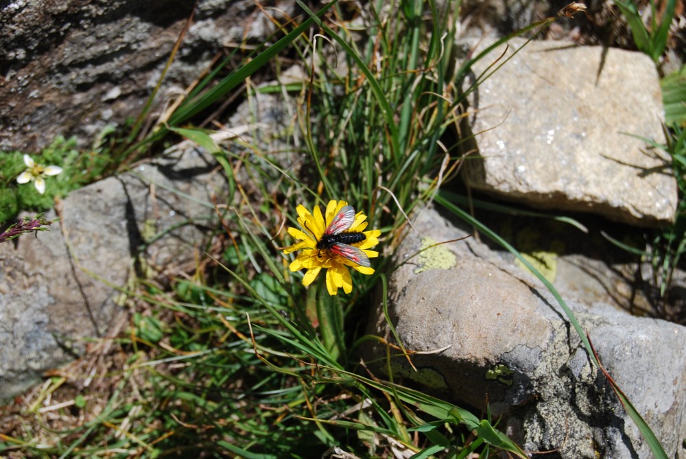 Von Bienchen und Blümchen