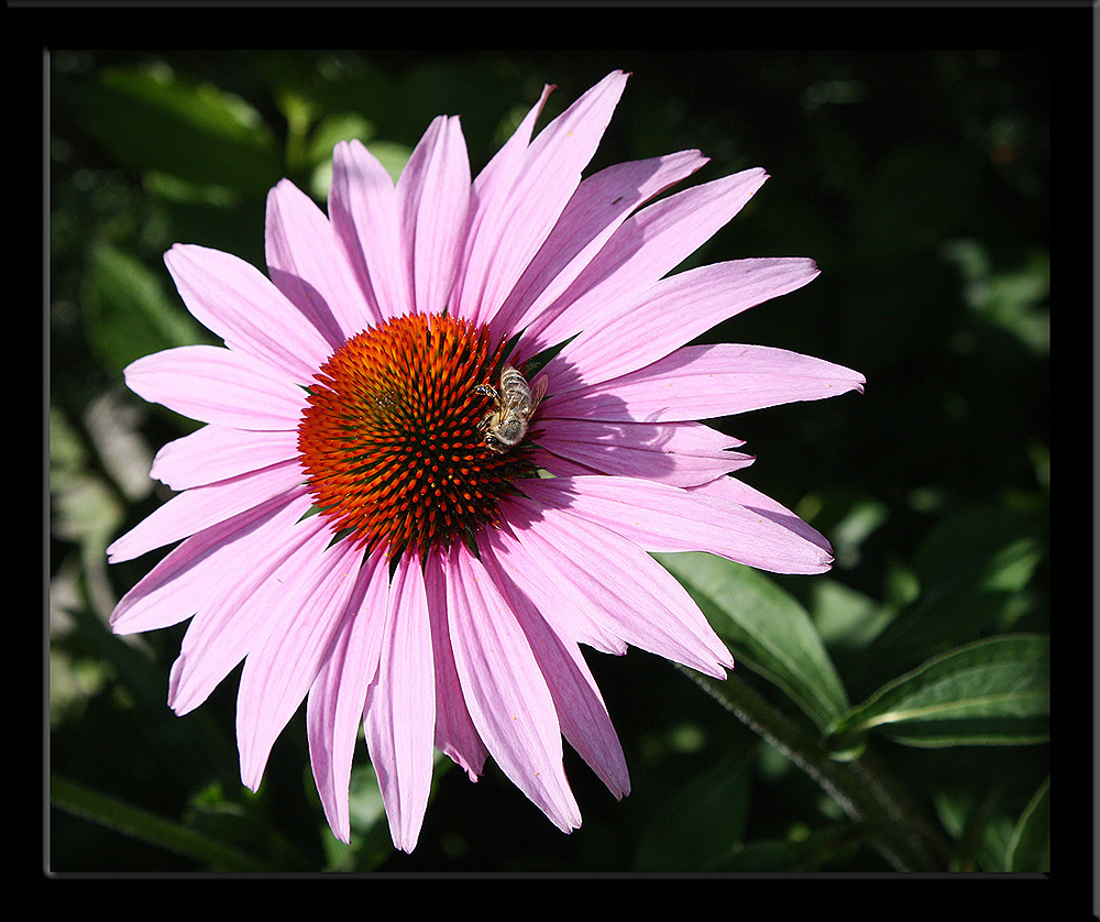 Von Bienchen und Blümchen....