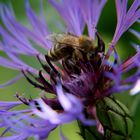 "Von Bienchen und Blümchen!"