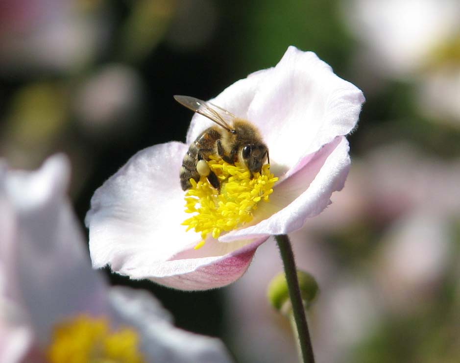 Von Bienchen und Blümchen