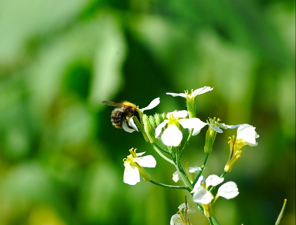 von Bienchen und Blümchen